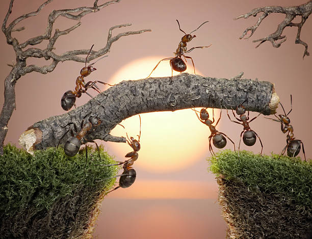The 12 laws of the Ant